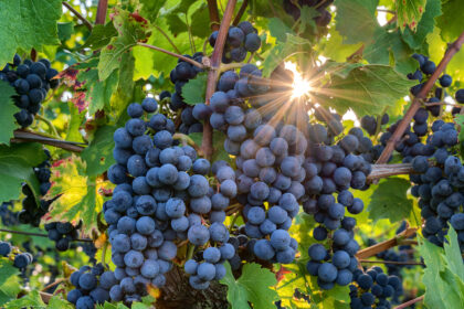 Pinot noir: la uva que define algunos de los vinos más elegantes