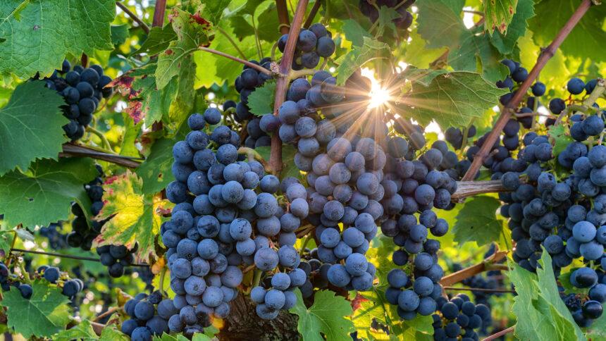 Pinot noir: la uva que define algunos de los vinos más elegantes