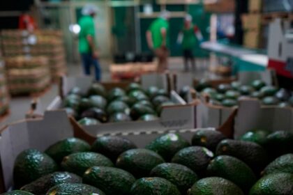 Productores de California solicitan arancel estacional para aguacates mexicanos