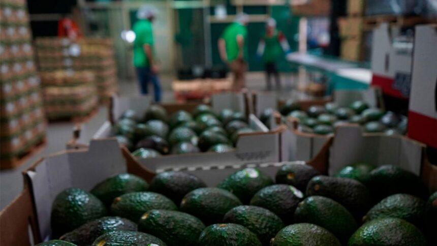 Productores de California solicitan arancel estacional para aguacates mexicanos
