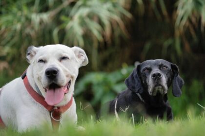 Proponen pensión para mascotas en divorcios: ¿Qué dicen en Querétaro?