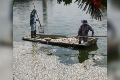 Sedema atribuye al clima muerte de cientos de peces en Tabasco