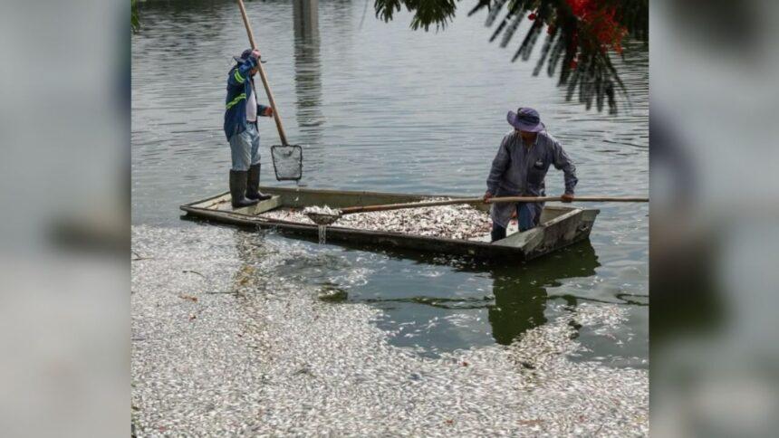 Sedema atribuye al clima muerte de cientos de peces en Tabasco