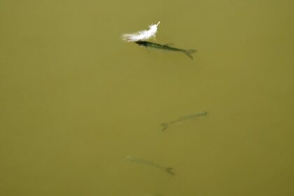 Sequía estival en Europa amenaza a peces de ríos, lagos y granjas