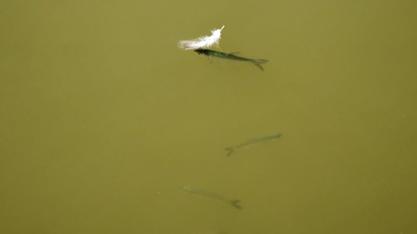 Sequía estival en Europa amenaza a peces de ríos, lagos y granjas