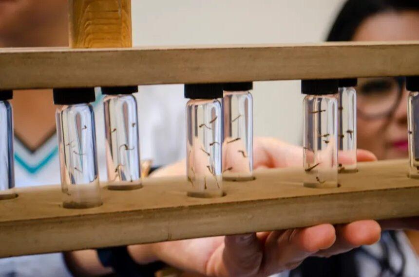 SSG refuerza acciones integrales contra el mosquito transmisor del dengue