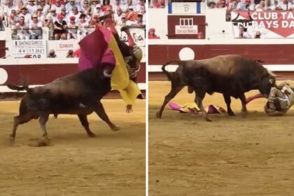 Torero embestido da voltereta por los aires y resulta ileso