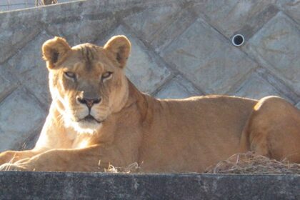 Tres leonas mueren en zoológico de Japón tras ola de calor mortal