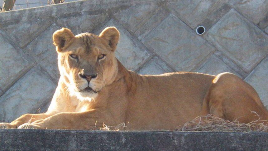 Tres leonas mueren en zoológico de Japón tras ola de calor mortal