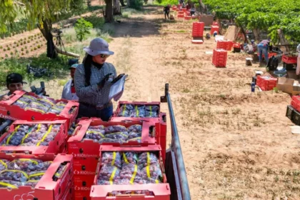 Uva de Cosío busca llegar a nuevos mercados