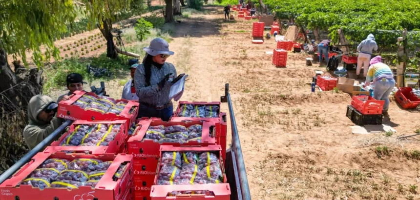 Uva de Cosío busca llegar a nuevos mercados