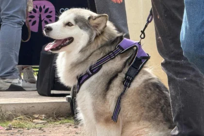 Altavista ofrece esterilización gratuita para perros y gatos