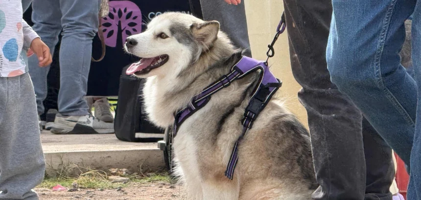 Altavista ofrece esterilización gratuita para perros y gatos
