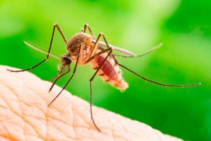 Bangladesh registra 42 mil hospitalizaciones y 117 muertes por dengue este año