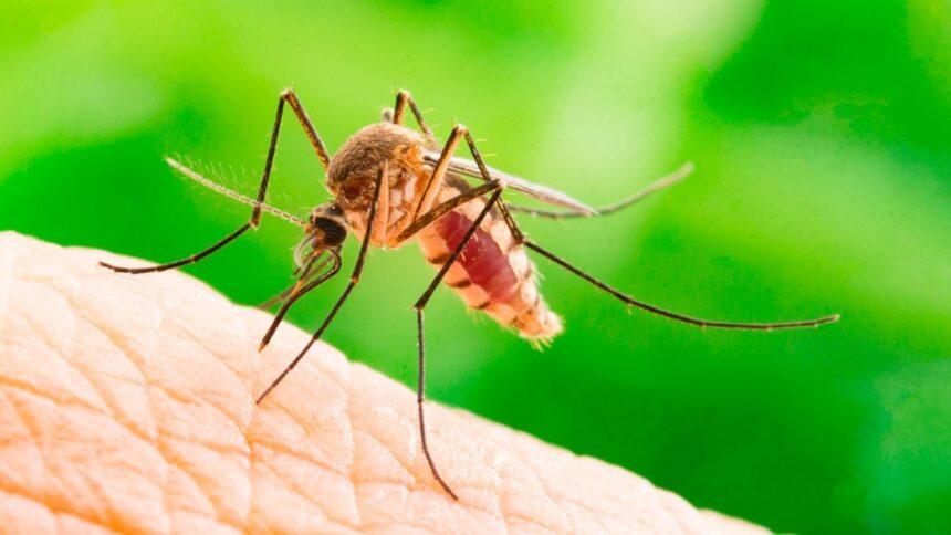 Bangladesh registra 42 mil hospitalizaciones y 117 muertes por dengue este año