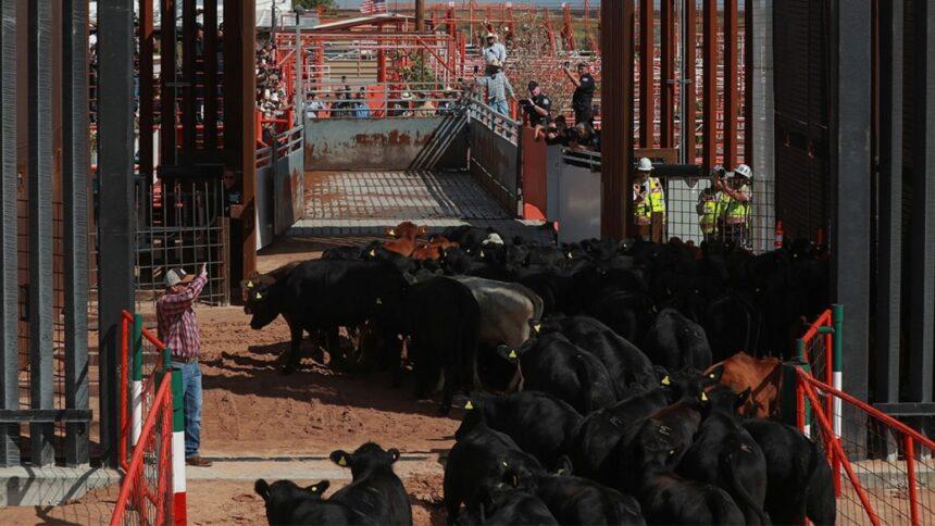 Chihuahua reanuda exportación de ganado a EU tras 16 meses de suspensión