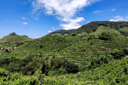 consorzio eden innovacion y sustentabilidad que transforman el vino italiano Consorzio Eden: innovación y sustentabilidad que transforman el vino italiano