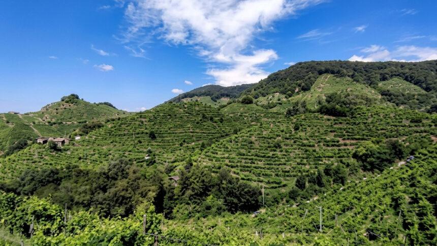 Consorzio Eden: innovación y sustentabilidad que transforman el vino italiano