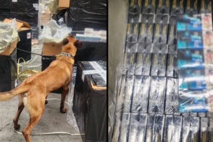 Decomisan en Michoacán más de 15 mil cigarrillos apócrifos de Hong Kong