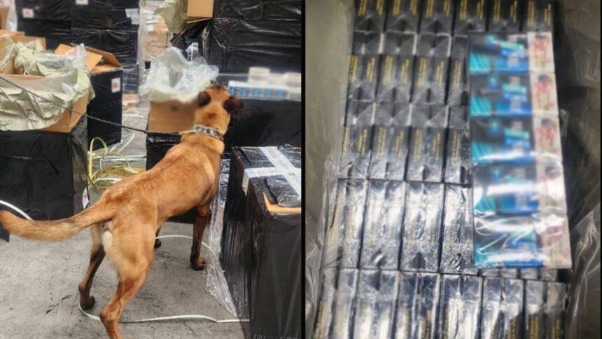 Decomisan en Michoacán más de 15 mil cigarrillos apócrifos de Hong Kong