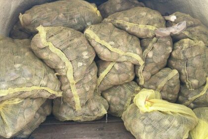 Detienen en La Paz a dos personas con fentanilo, armas y almeja