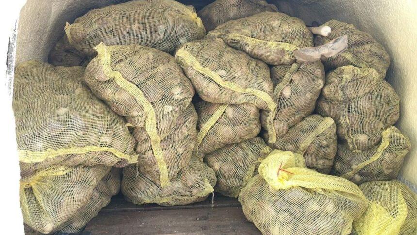 Detienen en La Paz a dos personas con fentanilo, armas y almeja