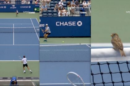 dos pajaros esquivan pelotazos durante partido de medvedev en us Dos pájaros esquivan pelotazos durante partido de Medvedev en US Open
