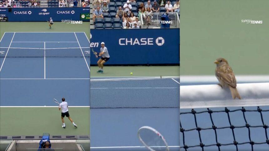Dos pájaros esquivan pelotazos durante partido de Medvedev en US Open