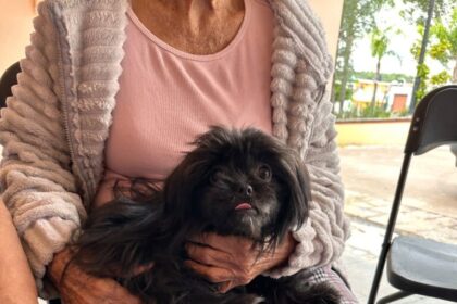 Esterilización gratuita para mascotas en Mujeres Ilustres