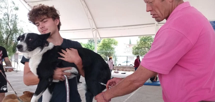 Esterilizaciones gratuitas para mascotas en Aguascalientes 2026