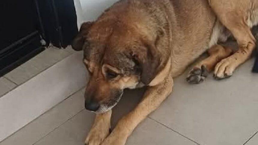 Fiscalía de Michoacán investiga a directivo del IMSS por maltrato animal