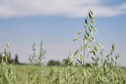 Gobierno abre apoyo de semilla de avena para productores