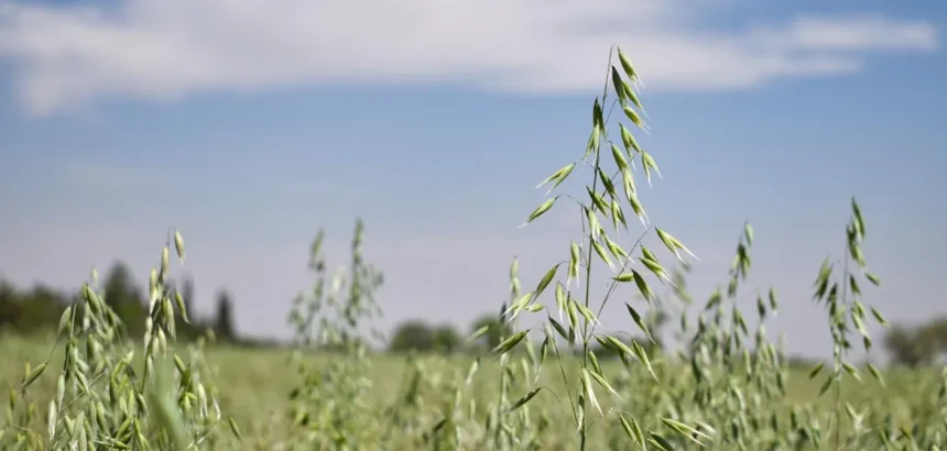 Gobierno abre apoyo de semilla de avena para productores