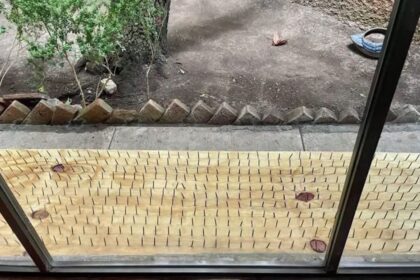 Habitantes de San Pedro instalan trampas con clavos; organizaciones exigen retirarlas