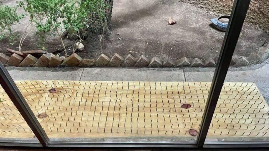 Habitantes de San Pedro instalan trampas con clavos; organizaciones exigen retirarlas