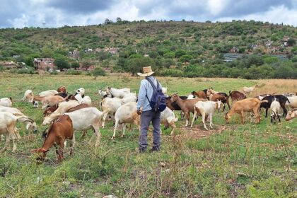 Huanímaro refuerza vigilancia del ganado tras cuatro casos de gusano barrenador