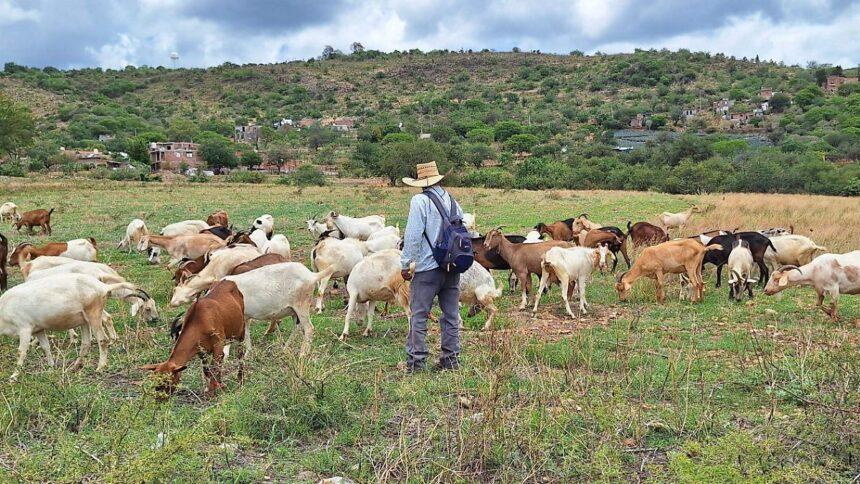 Huanímaro refuerza vigilancia del ganado tras cuatro casos de gusano barrenador