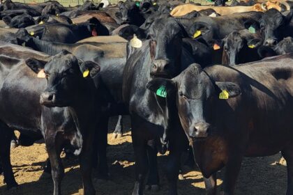 Industria cárnica pide al Congreso más presupuesto para sanidad agroalimentaria en 2027