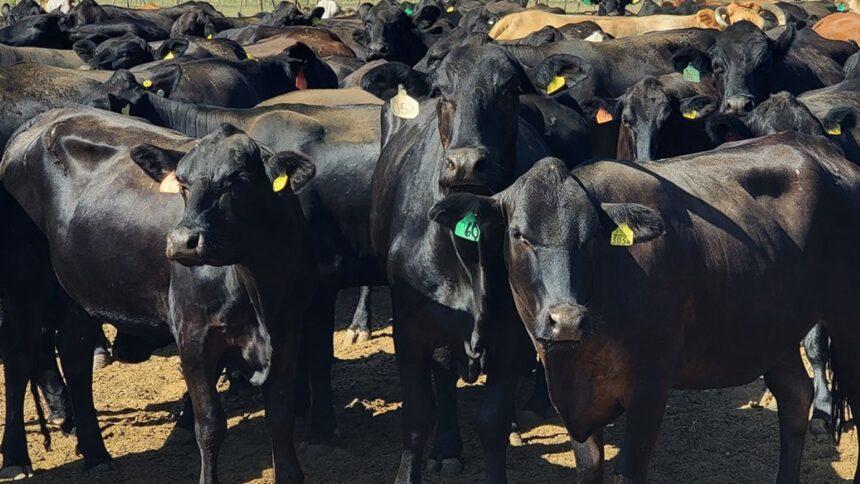 Industria cárnica pide al Congreso más presupuesto para sanidad agroalimentaria en 2027