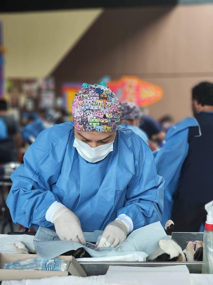 Más de 58 mil perros y gatos esterilizados en Guanajuato durante 2026