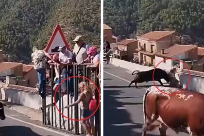 Muere una mujer de 64 años tras graves cornadas de un toro