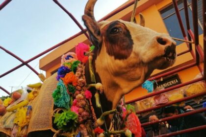 Paseo del Buey: tradición y convivencia para queretanos