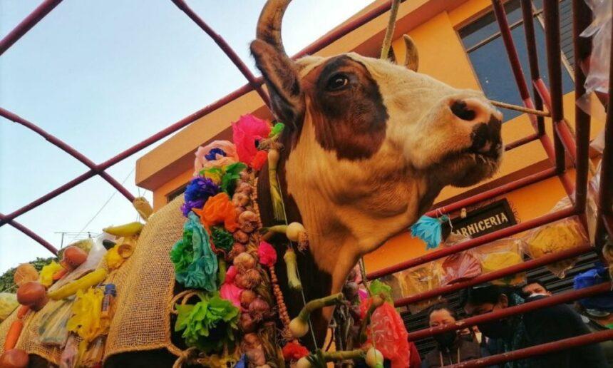 Paseo del Buey: tradición y convivencia para queretanos