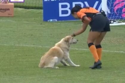 perro interrumpe el atlante vs fc juarez en la liga Perro interrumpe el Atlante vs FC Juárez en la Liga MX Femenil