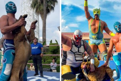 Perro interviene en lucha libre callejera y termina ovacionado sobre el ring