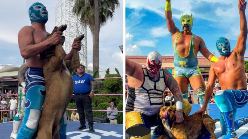 Perro interviene en lucha libre callejera y termina ovacionado sobre el ring