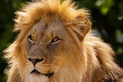 posible envenenamiento causa muerte de al menos 10 leones en Posible envenenamiento causa muerte de al menos 10 leones en Tanzania