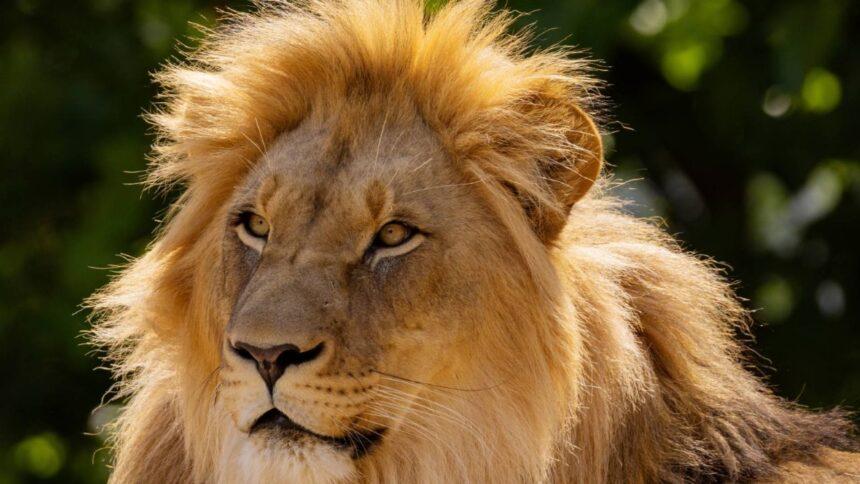Posible envenenamiento causa muerte de al menos 10 leones en Tanzania