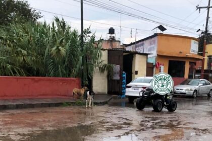 rescatan cinco perros del arroyo las chinches en san miguel Rescatan cinco perros del arroyo Las Chinches en San Miguel de Allende