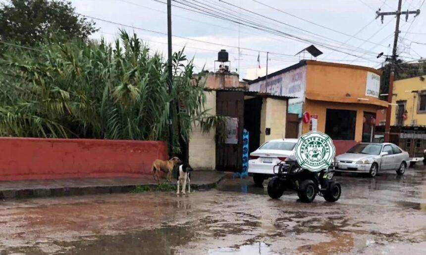 Rescatan cinco perros del arroyo Las Chinches en San Miguel de Allende
